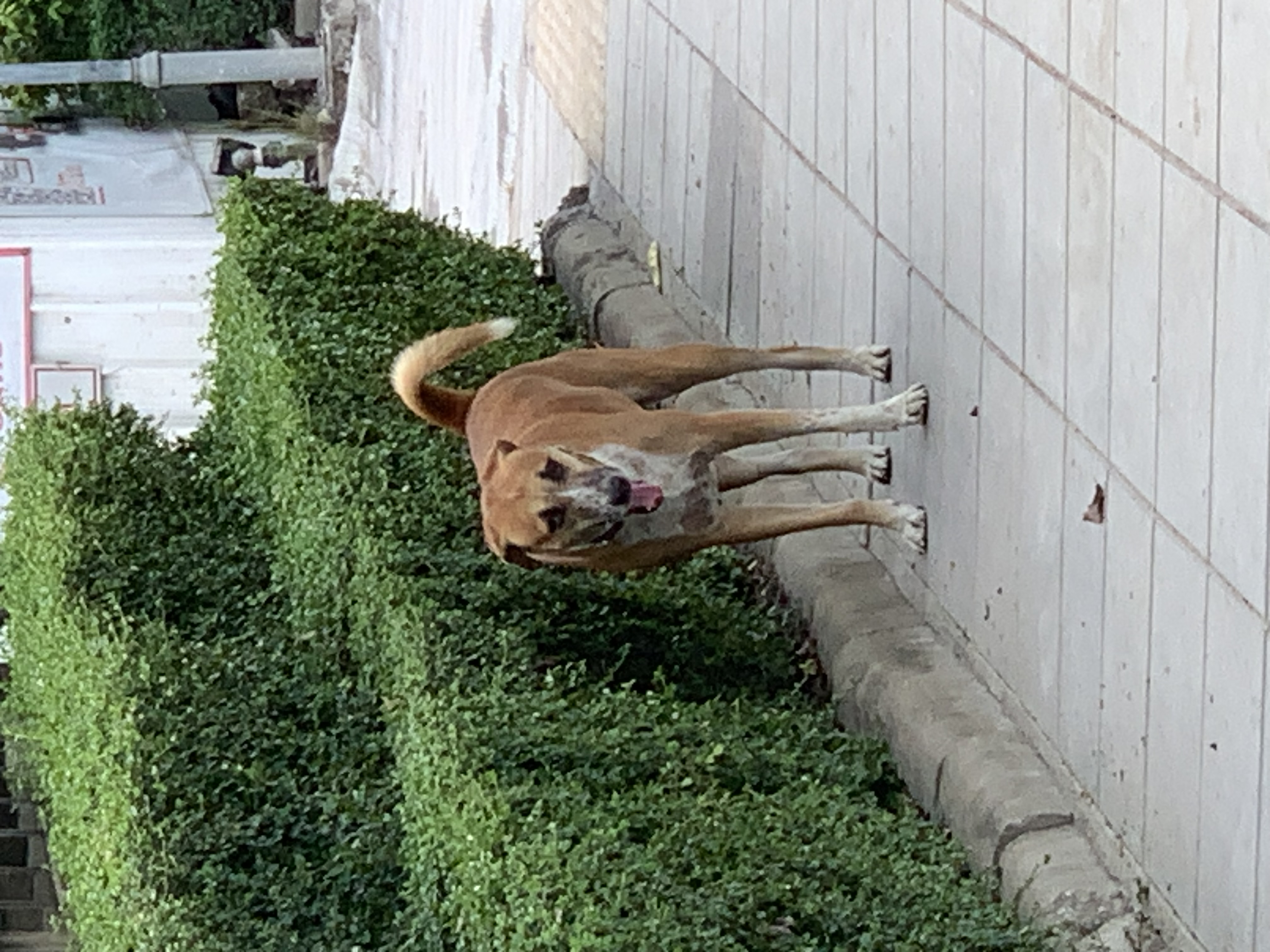 dog1.jpg
