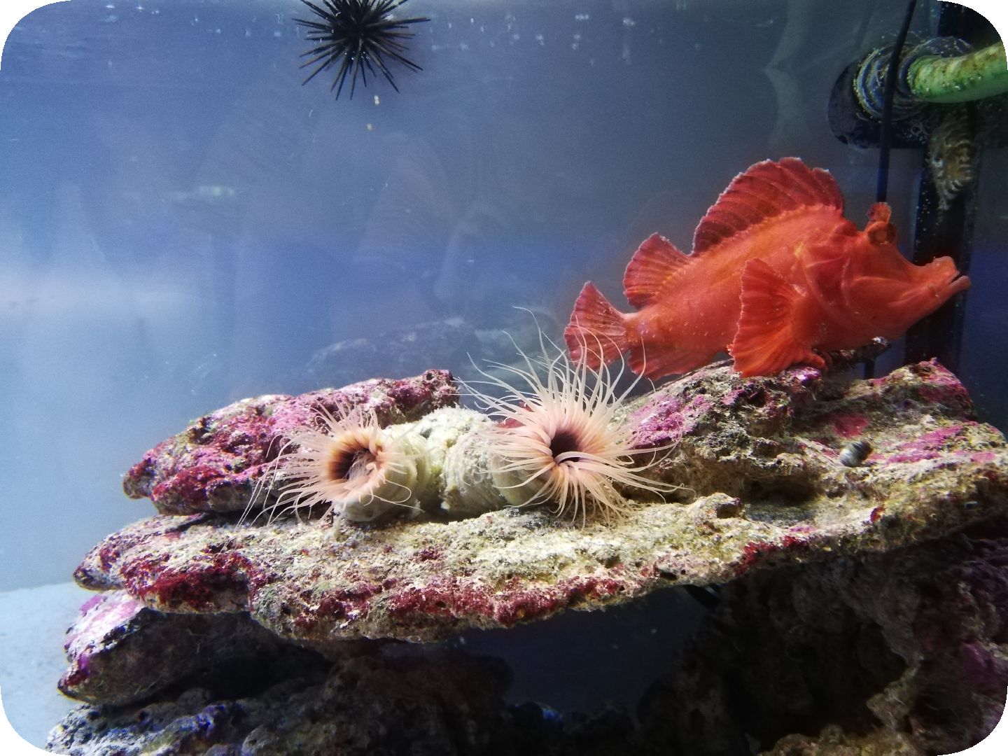 Oceanarium in St. Petersburg. Part 6\Ozeanarium in St. Petersburg. Teil 6