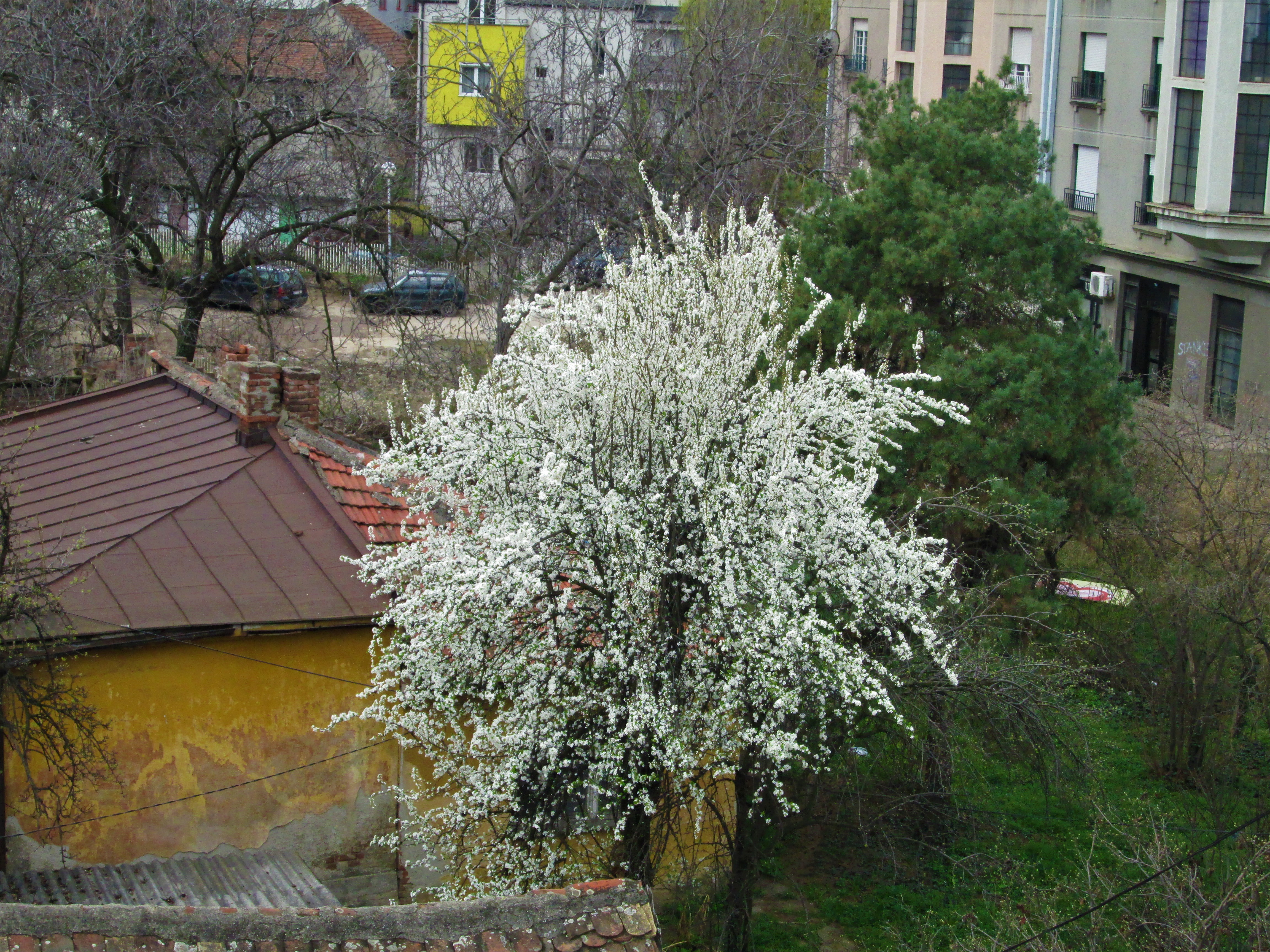 IMG_2250.JPG