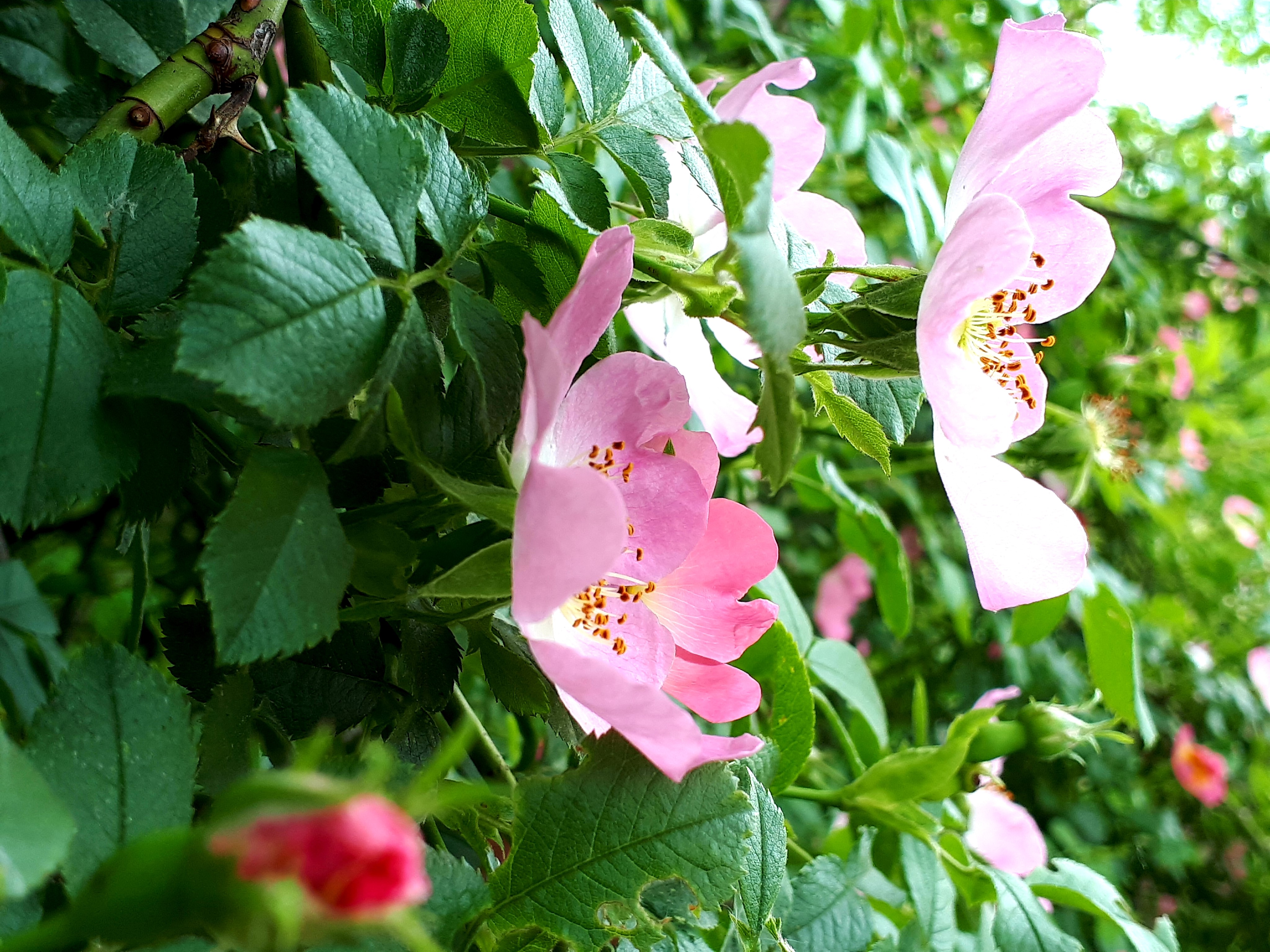 20190519_181456.jpg