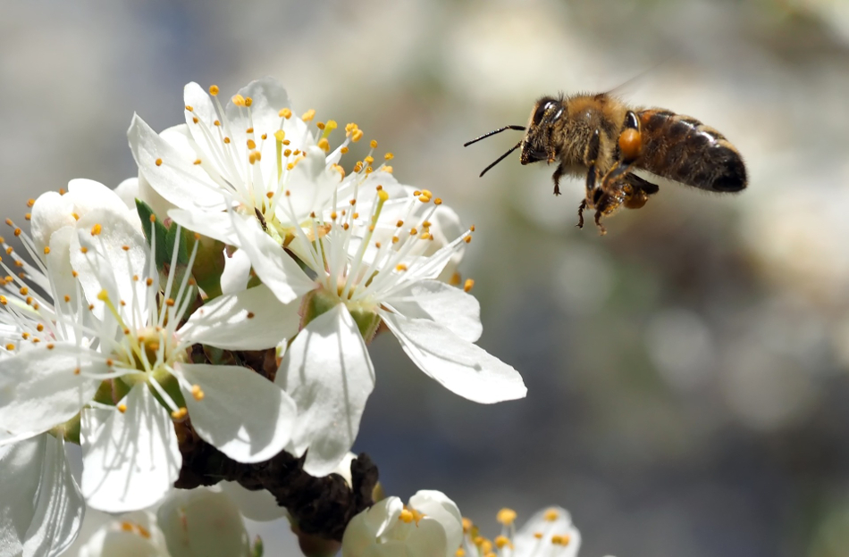 bee foraging pixabay.jpg