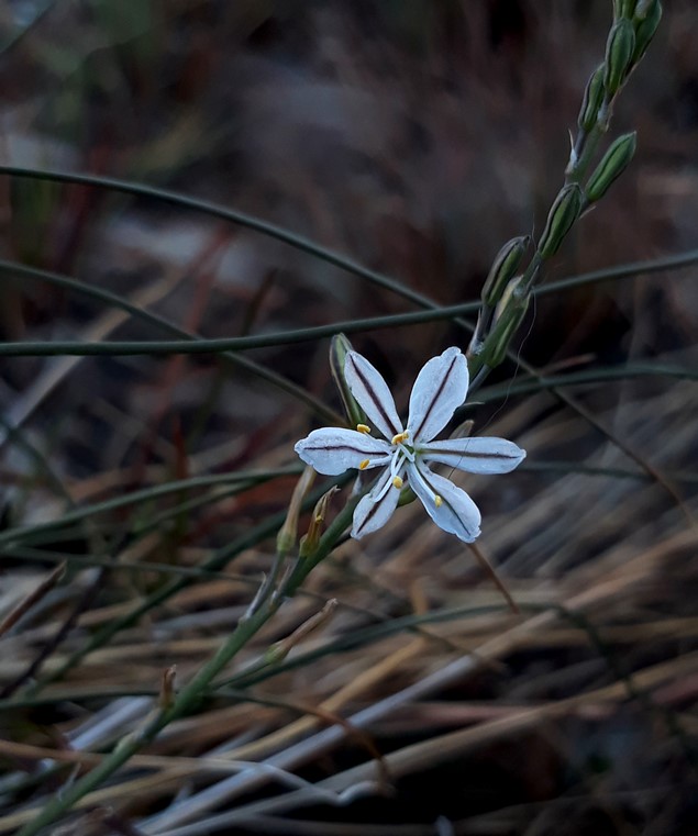 anthericum fasciculatum.jpg