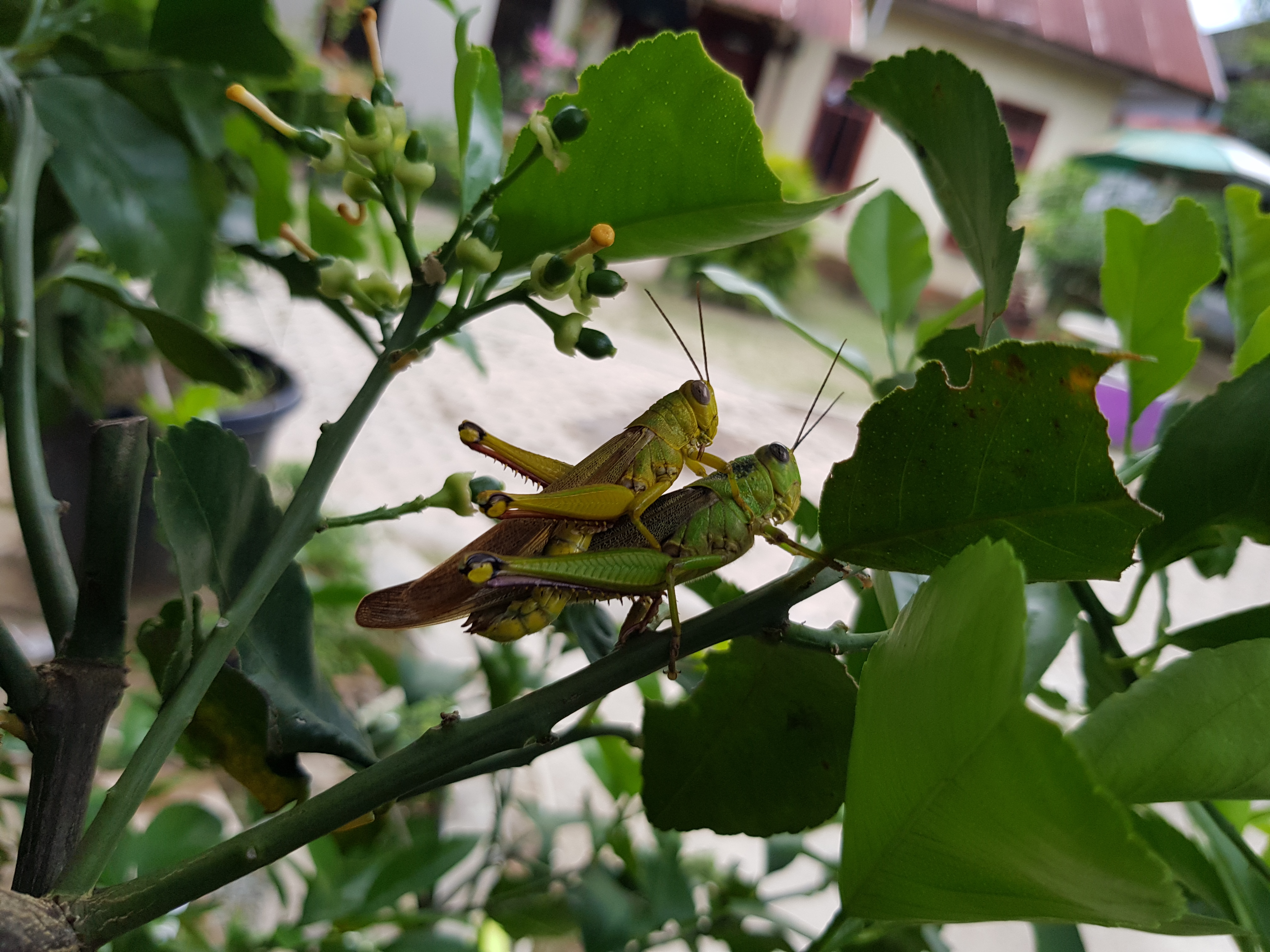 20180528_182831.jpg