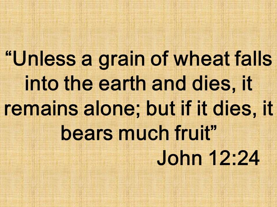 The death of Jesus. Unless a grain of wheat falls into the earth and dies, it remains alone; but if it dies, it bears much fruit.jpg