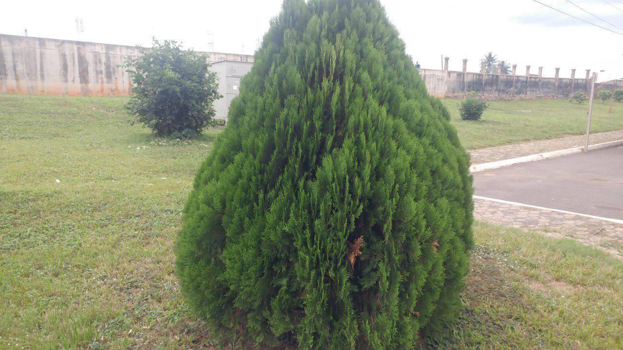 TREE.jpg