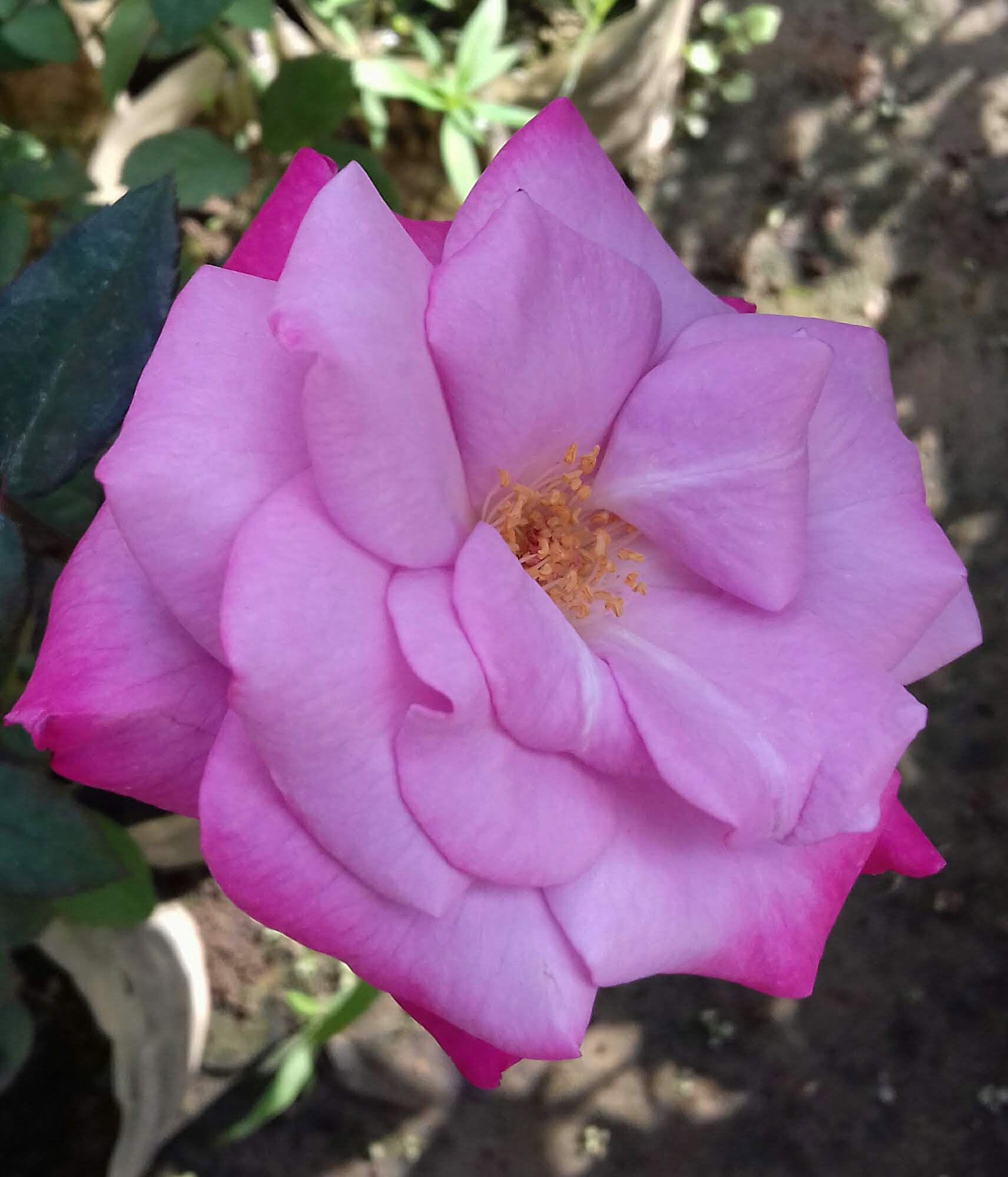 Mauve, A Touch of Dreamy Elegance