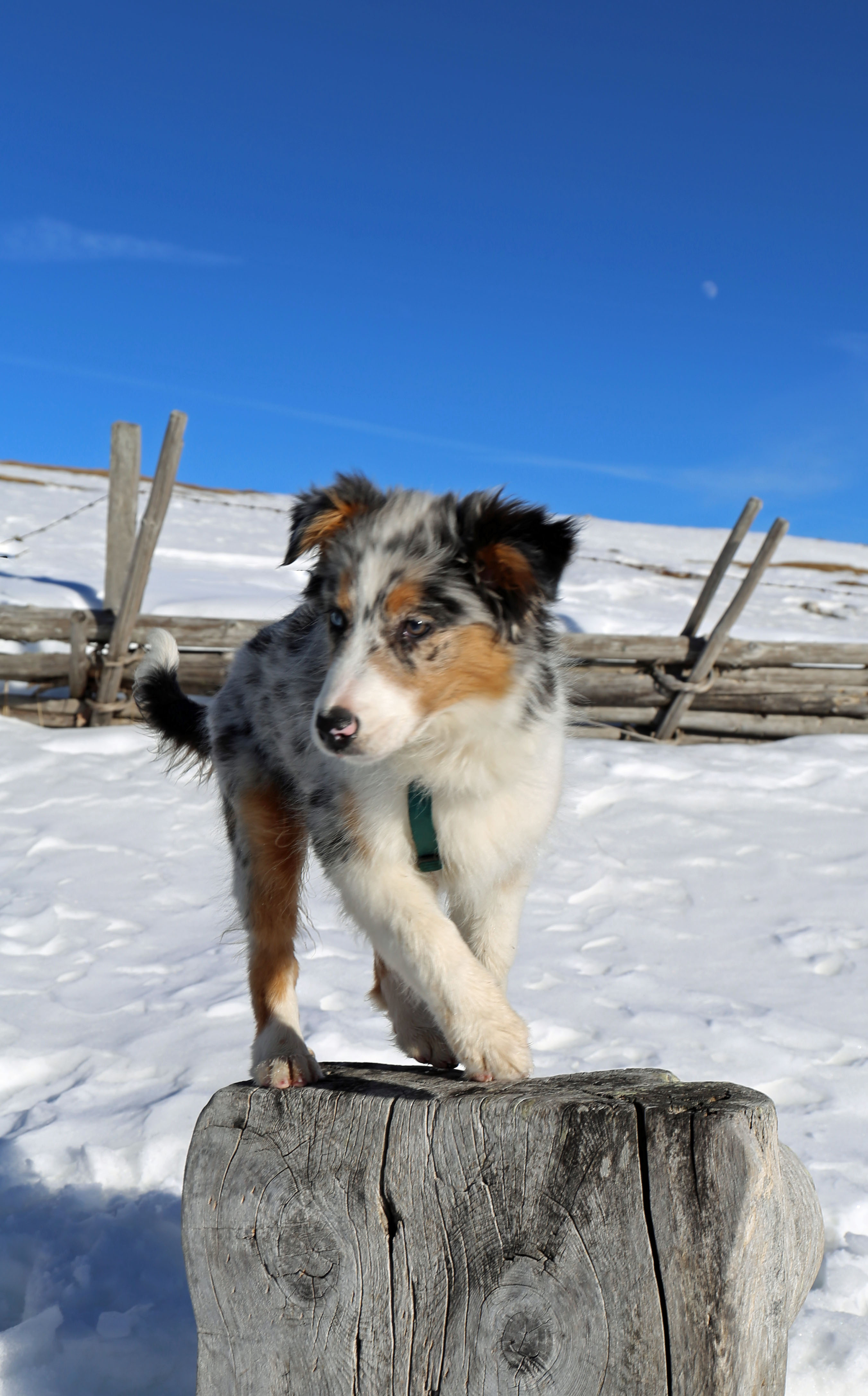 Laika%20auf%20holz.jpg