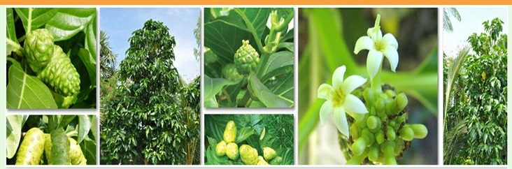 buah mengkudu 1.jpg