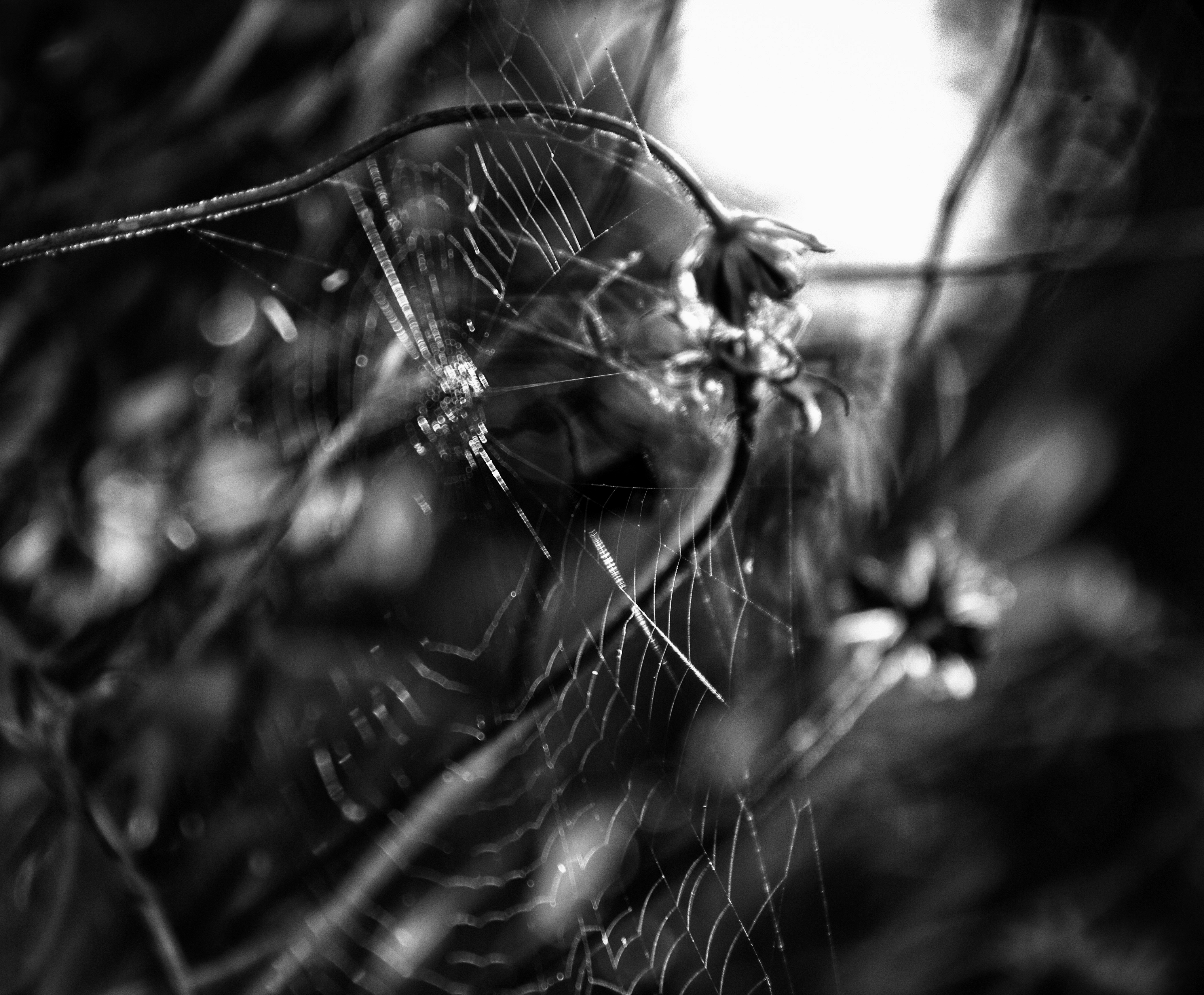 _MG_8041bw1.jpg