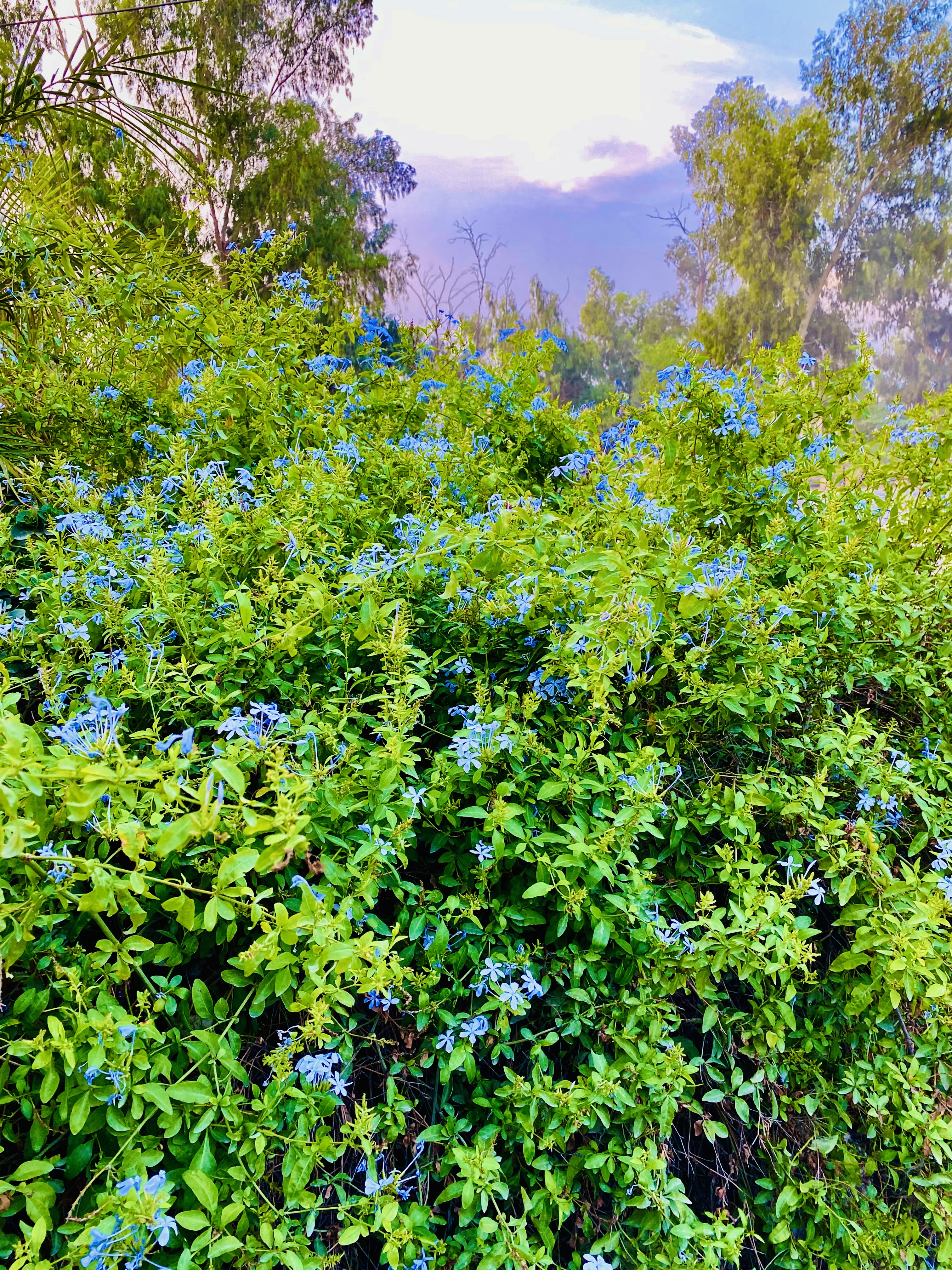 IMG_0021.jpeg