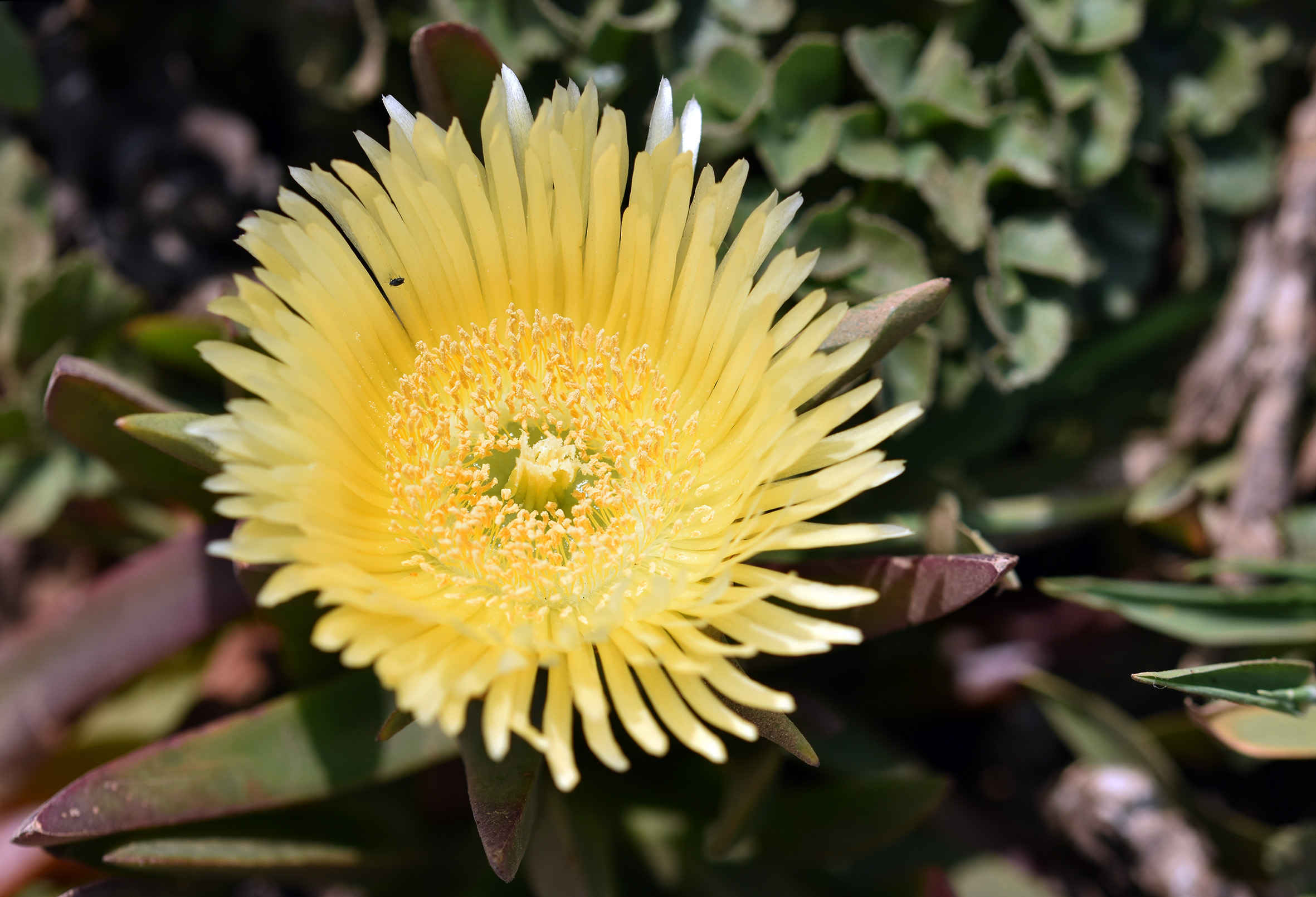 ice plant carpobrotus flower.jpg