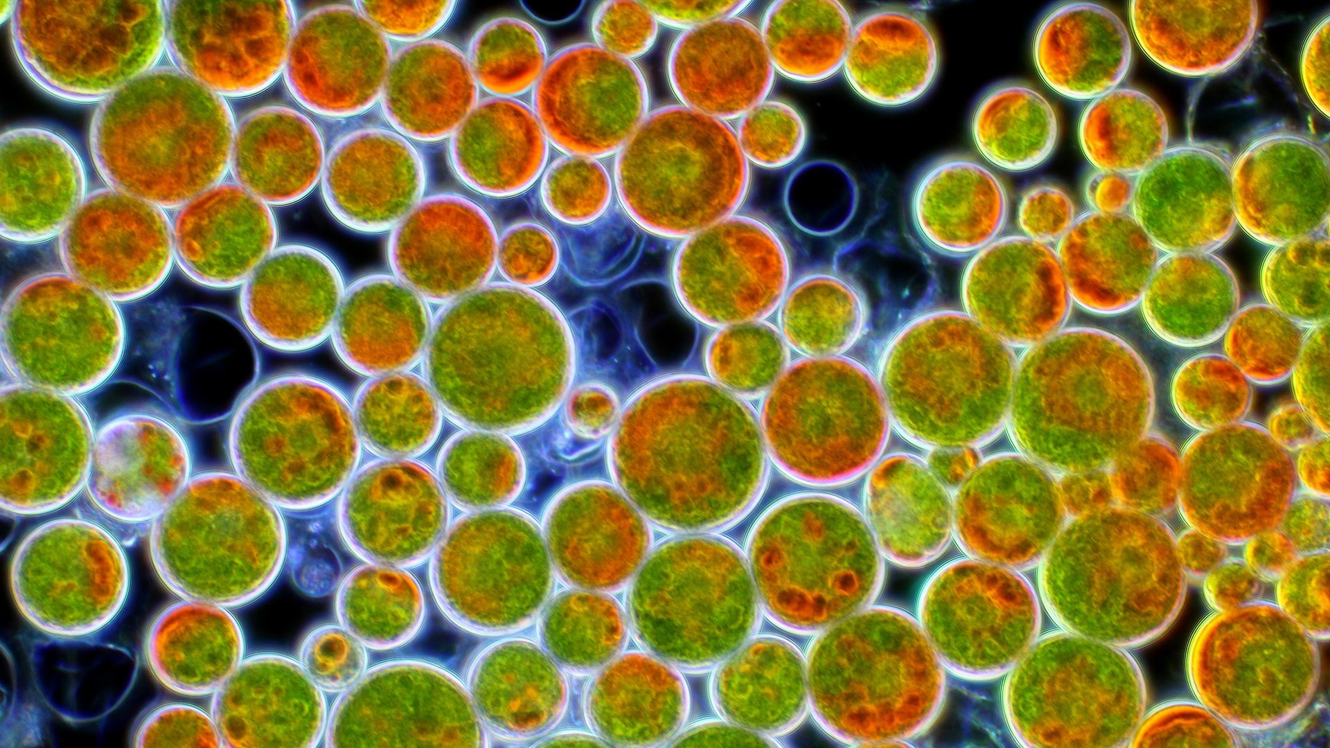 Эукариоты фото. Haematococcus Pluvialis водоросли. Haematococcus lacustris. Микроводоросли Haematococcus. Красные водоросли под микроскопом.