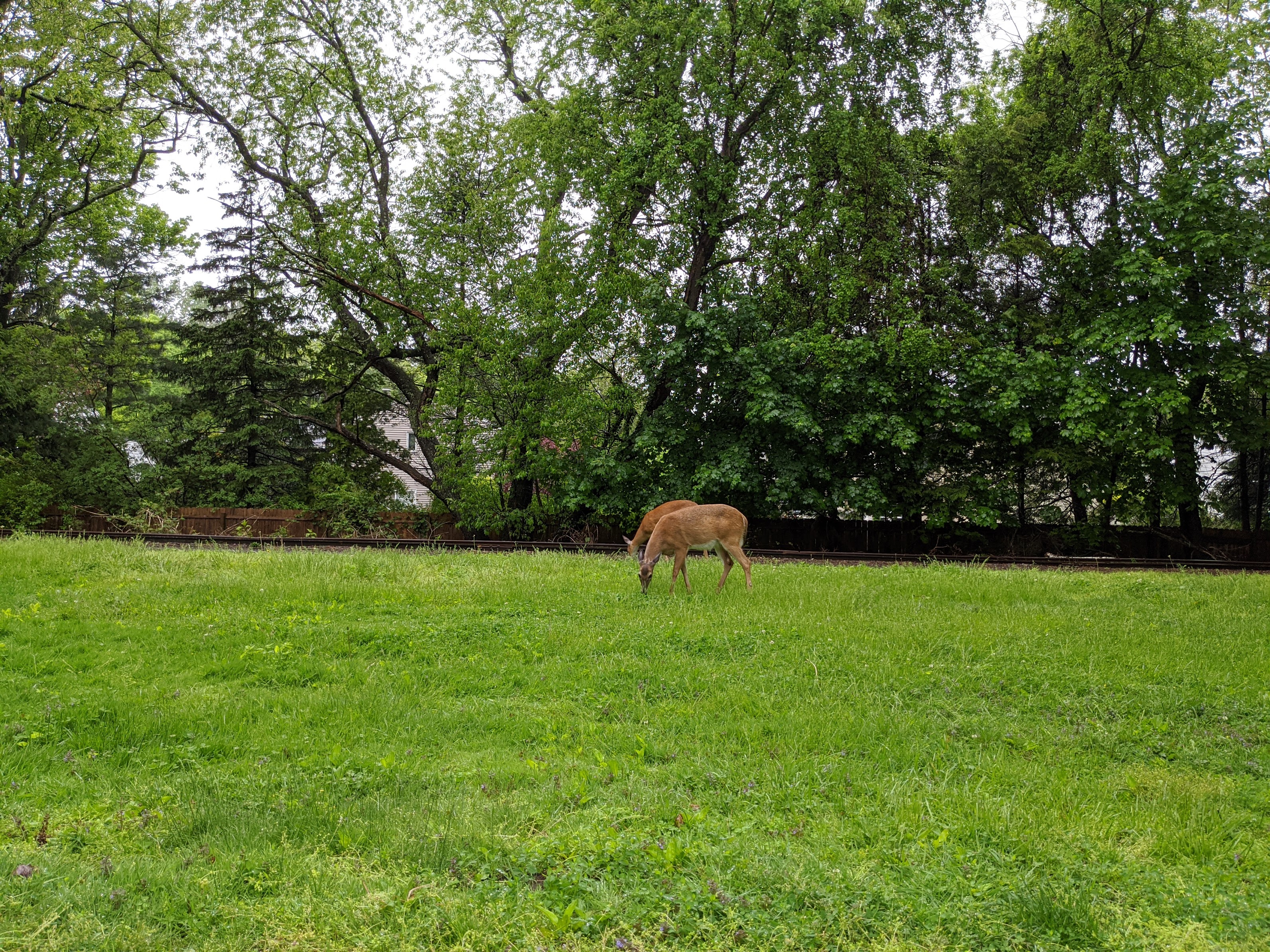 deer2.jpg