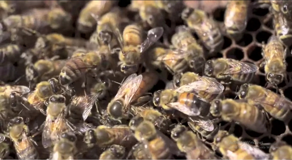 worker bees tending the brook in their cells.jpg