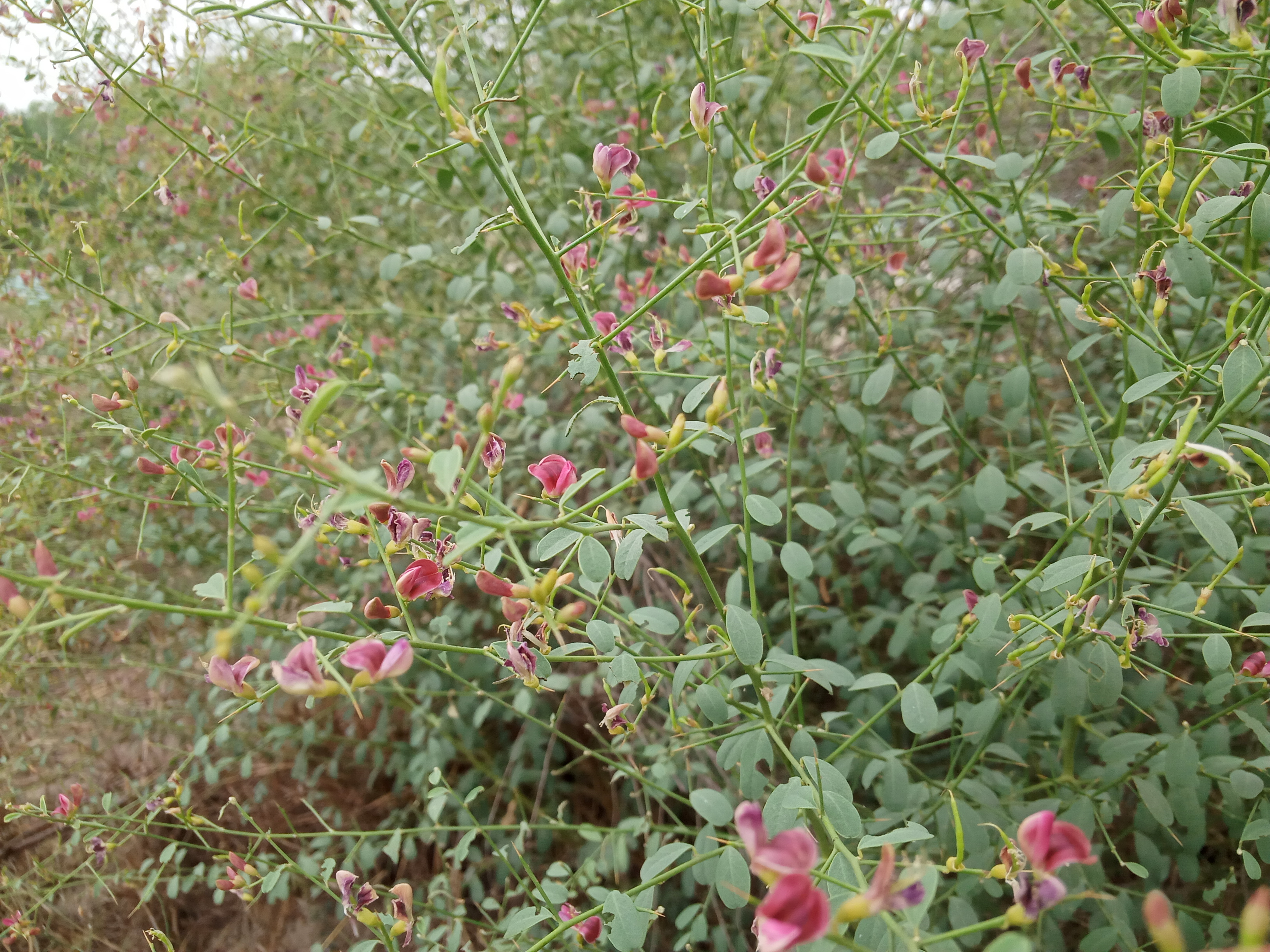 IMG20210506130208.jpg