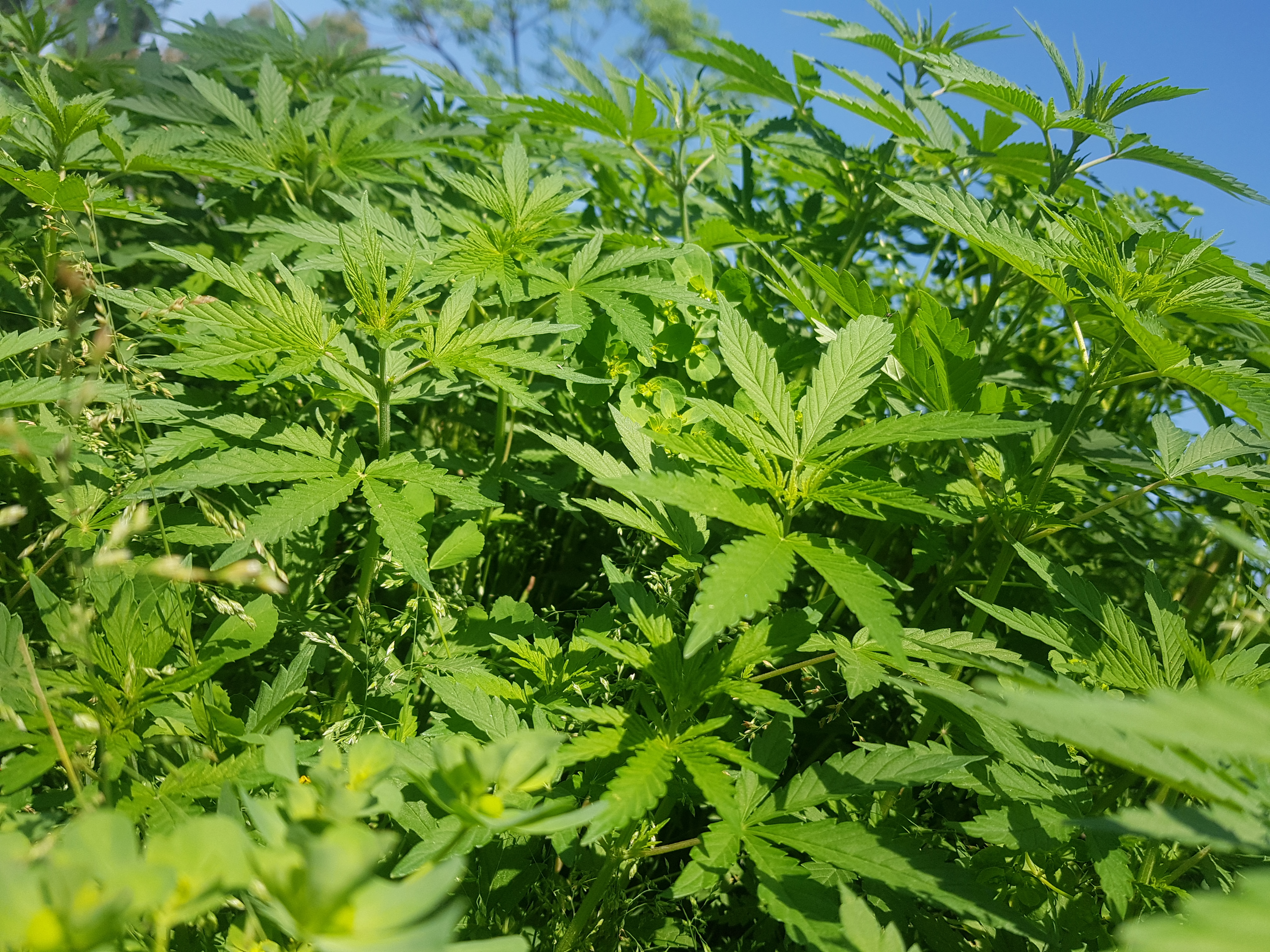 Marijuana (2).jpg