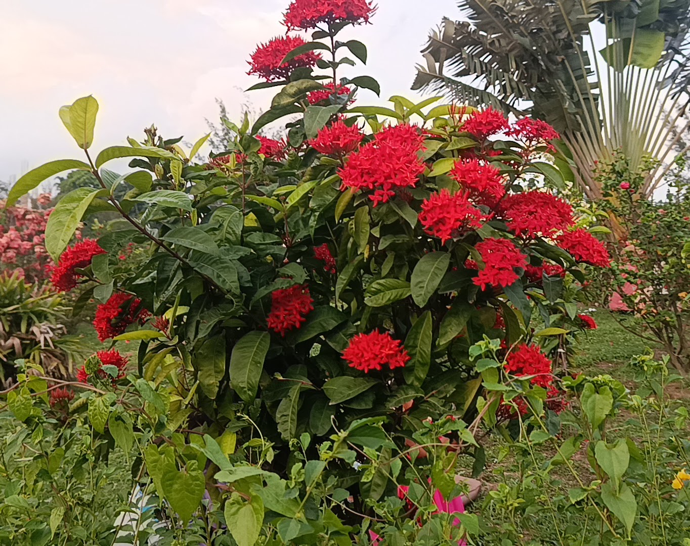IMG_20260601_181251.jpg