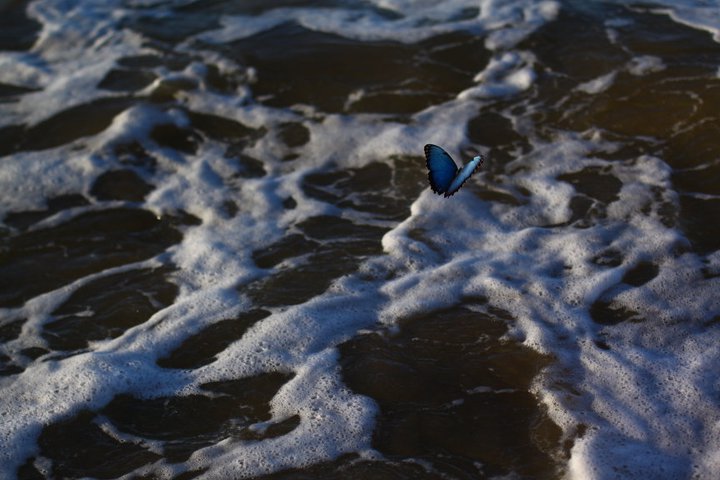 mariposa.jpg