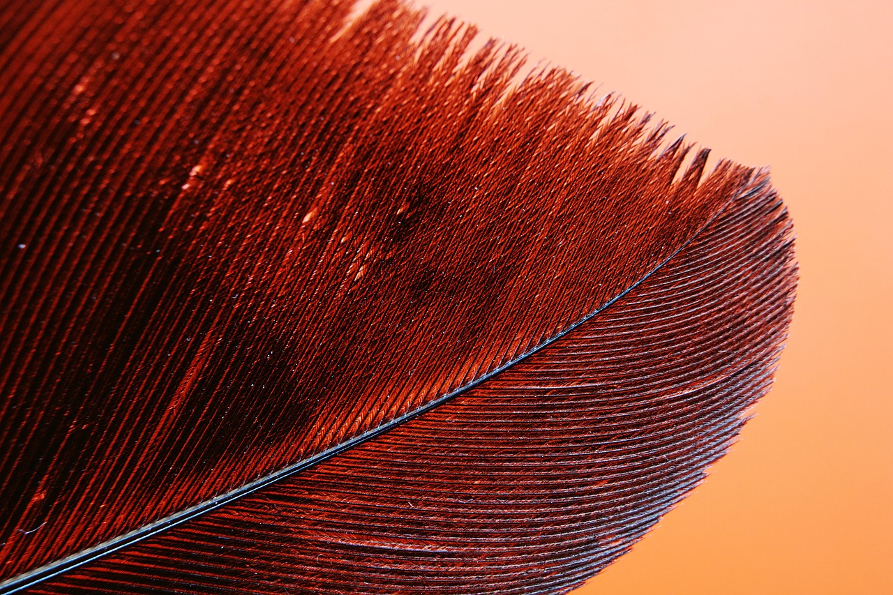 picsbyjameslee-feather-5272833_1280.jpg