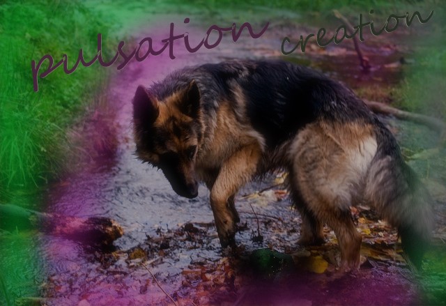 pulsation.jpg