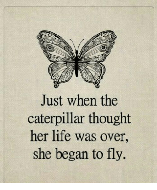 fly.png