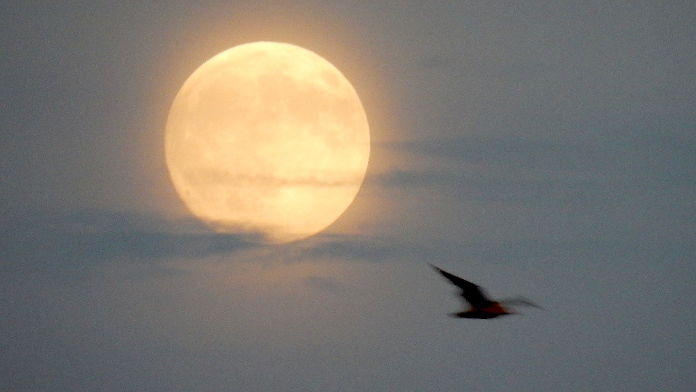 MoonBird.jpg