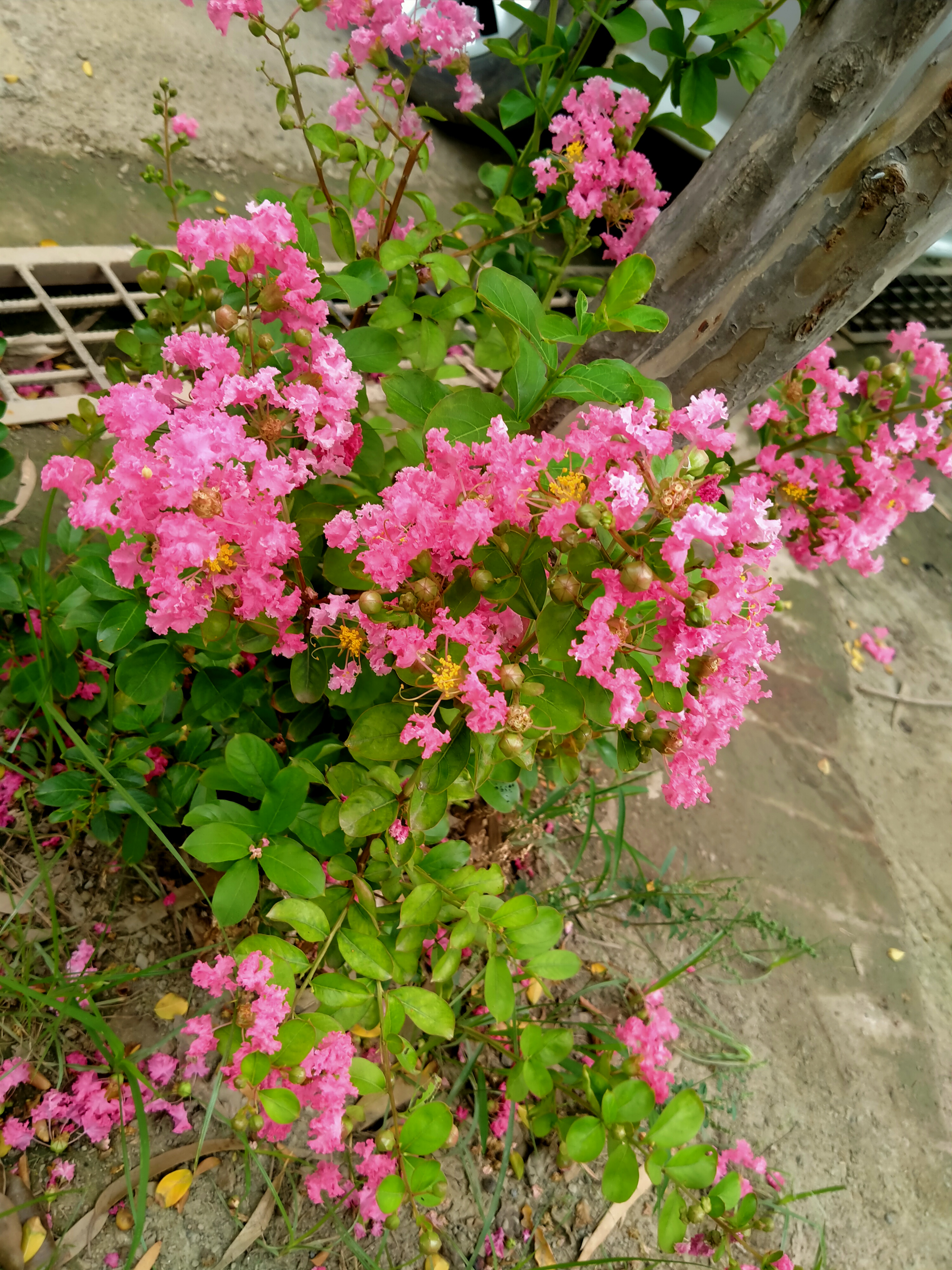 IMG20210727083727.jpg