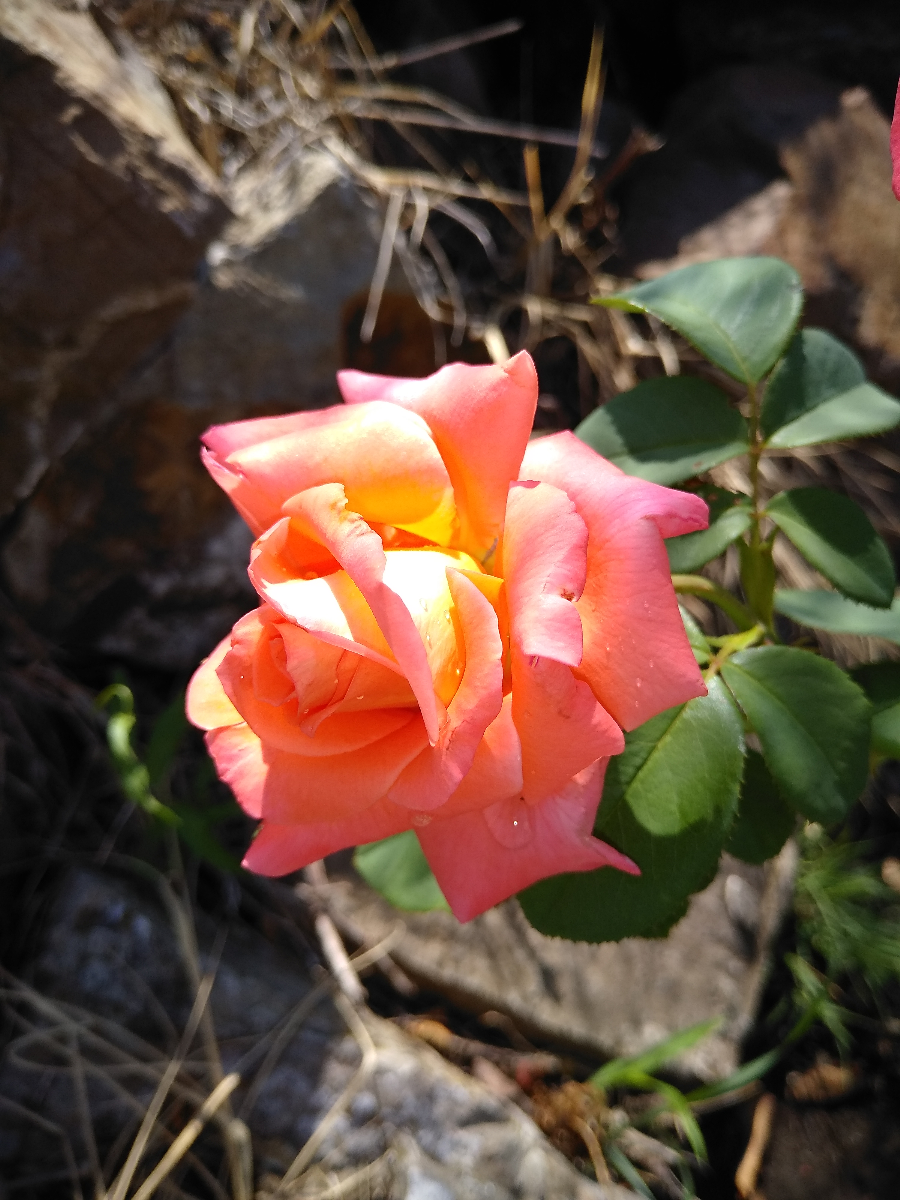 IMG_20190805_103604.jpg