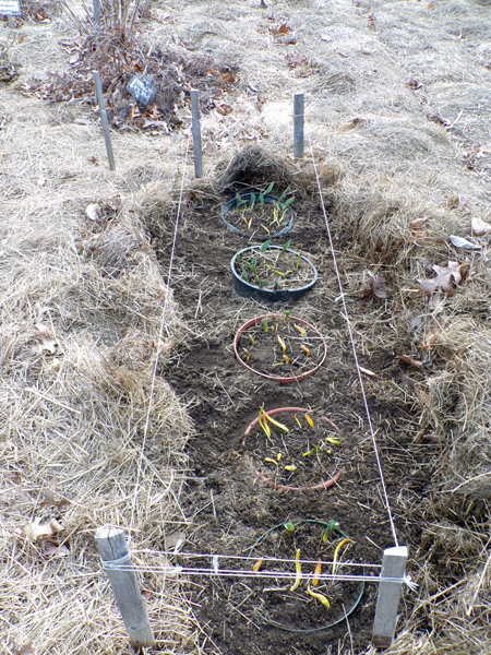 Big garden - bulbs up2 crop March 2020.jpg