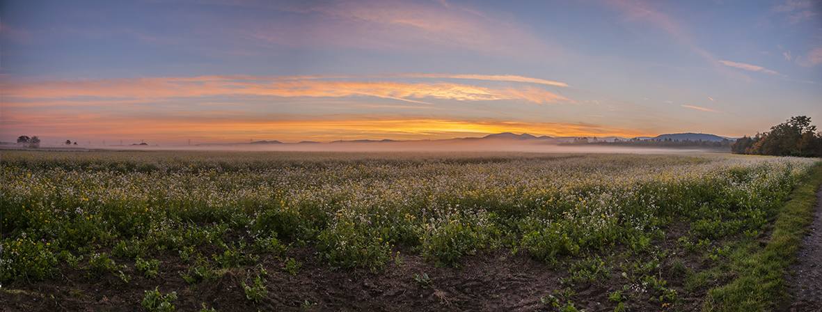 Feld_Panorama.jpg