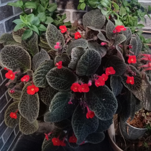 flower1.jpg