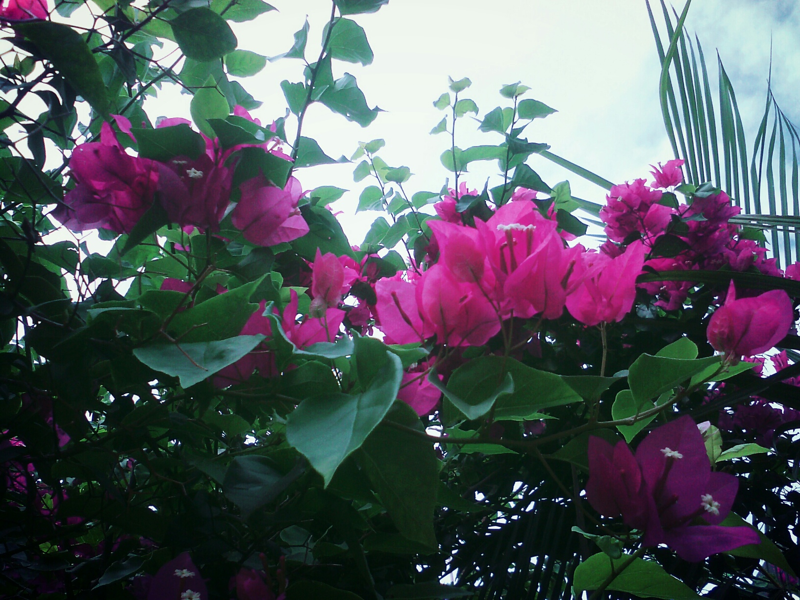 tmp-cam--95343423.jpg