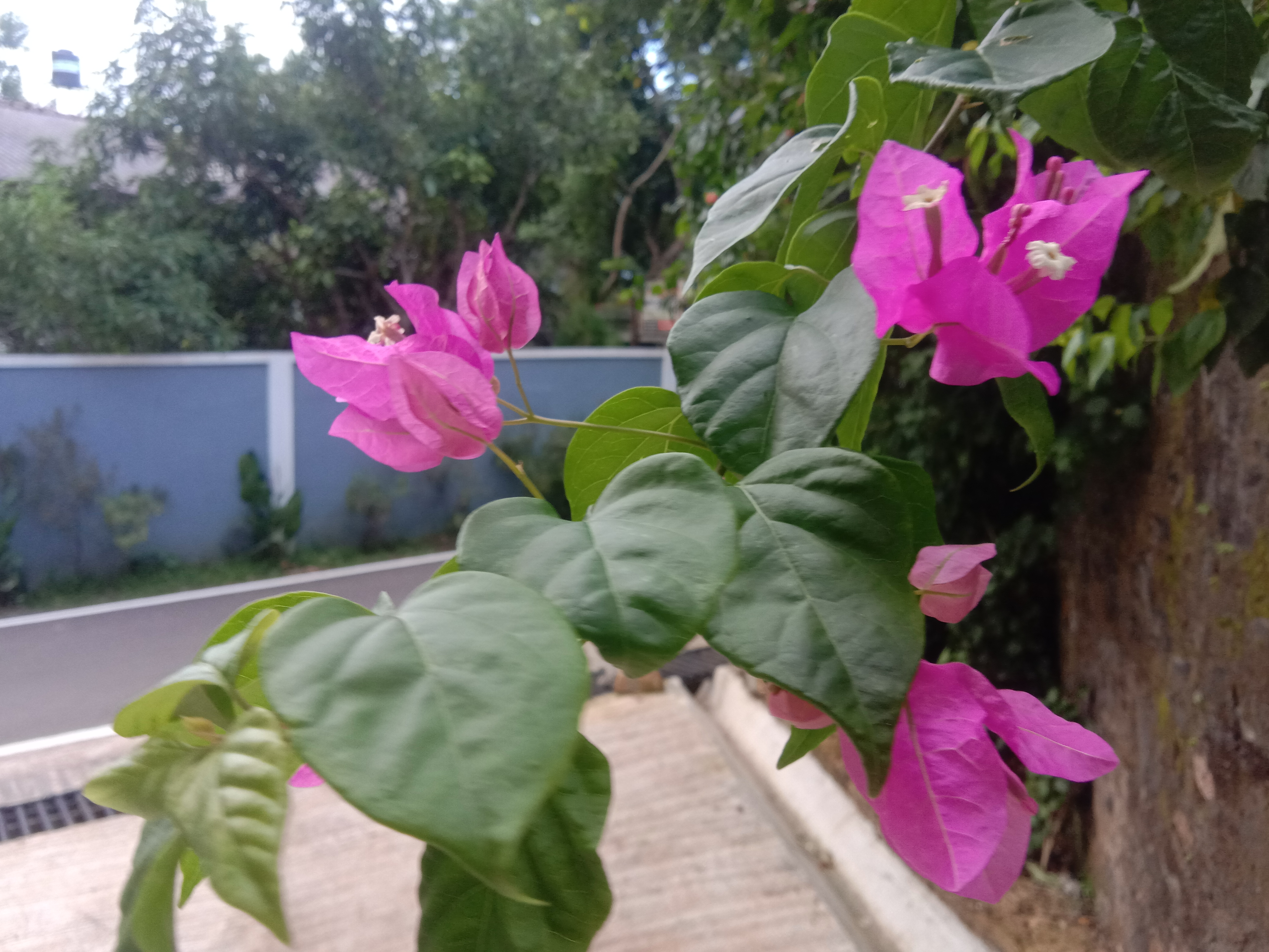 IMG_20210611_173923.jpg