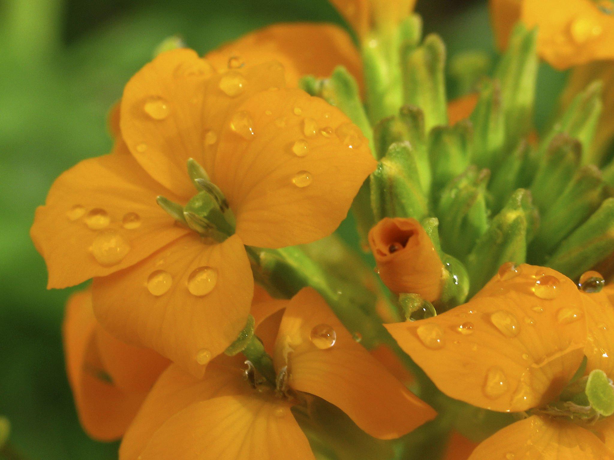 beautiful Erysimum Flower (2).jpg