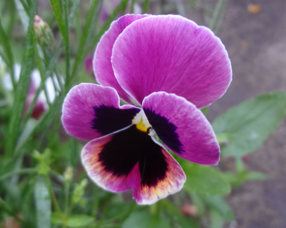 На какое растение похожа фиалка трехцветная. Фиалка трёхцветная Анютины глазки. Виола Виттрока Анютины глазки фиалка трёхцветная. Фиалка трехцветная Viola Tricolor l.. Анютины глазки, Виола трехцветная.