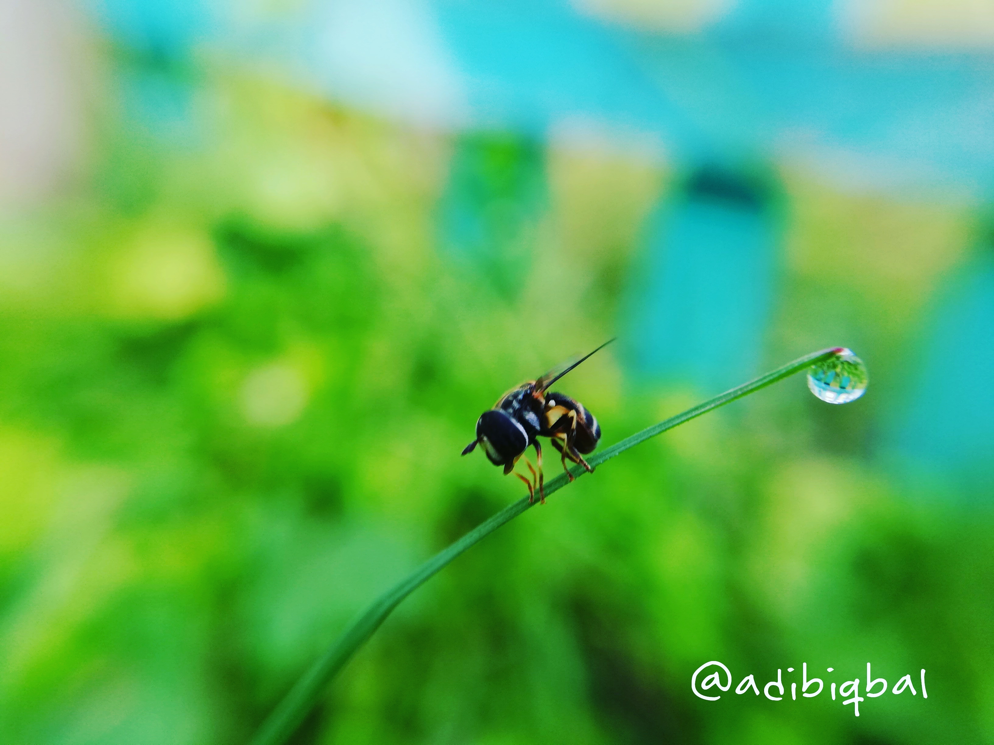 Beauty fly. Drop of Dew Cat.