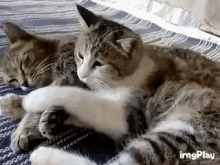tenor-8.gif