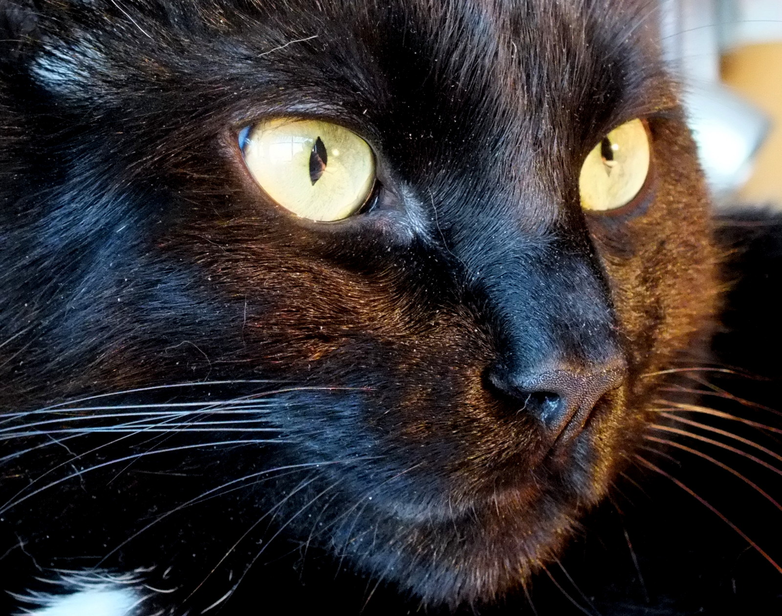 CC0290-Face.jpg