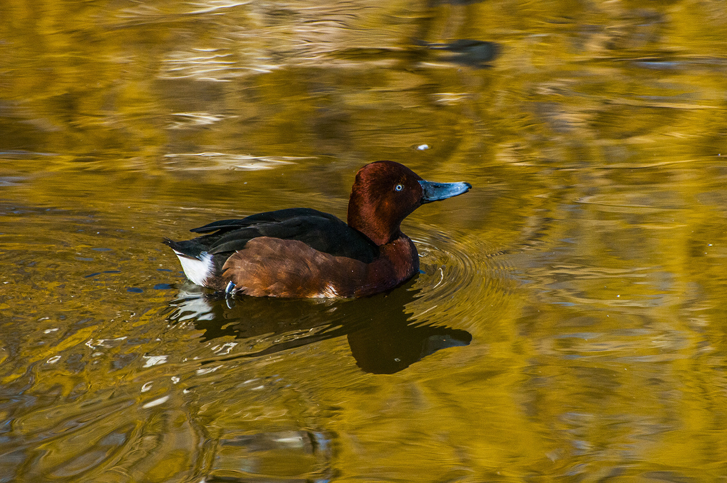 DSC_0694.jpg