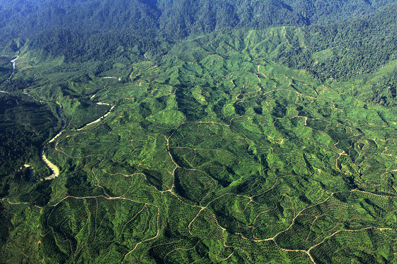 Perambahan-oleh-perusahaan-perkebunan-1.jpg