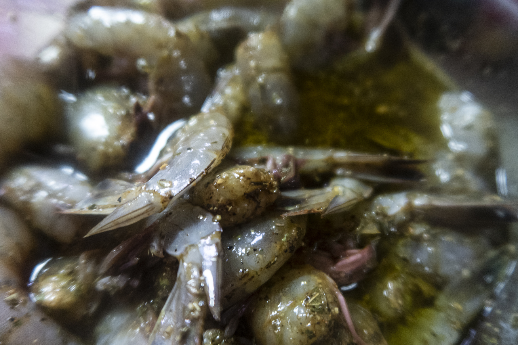 Shrimp_4.jpg