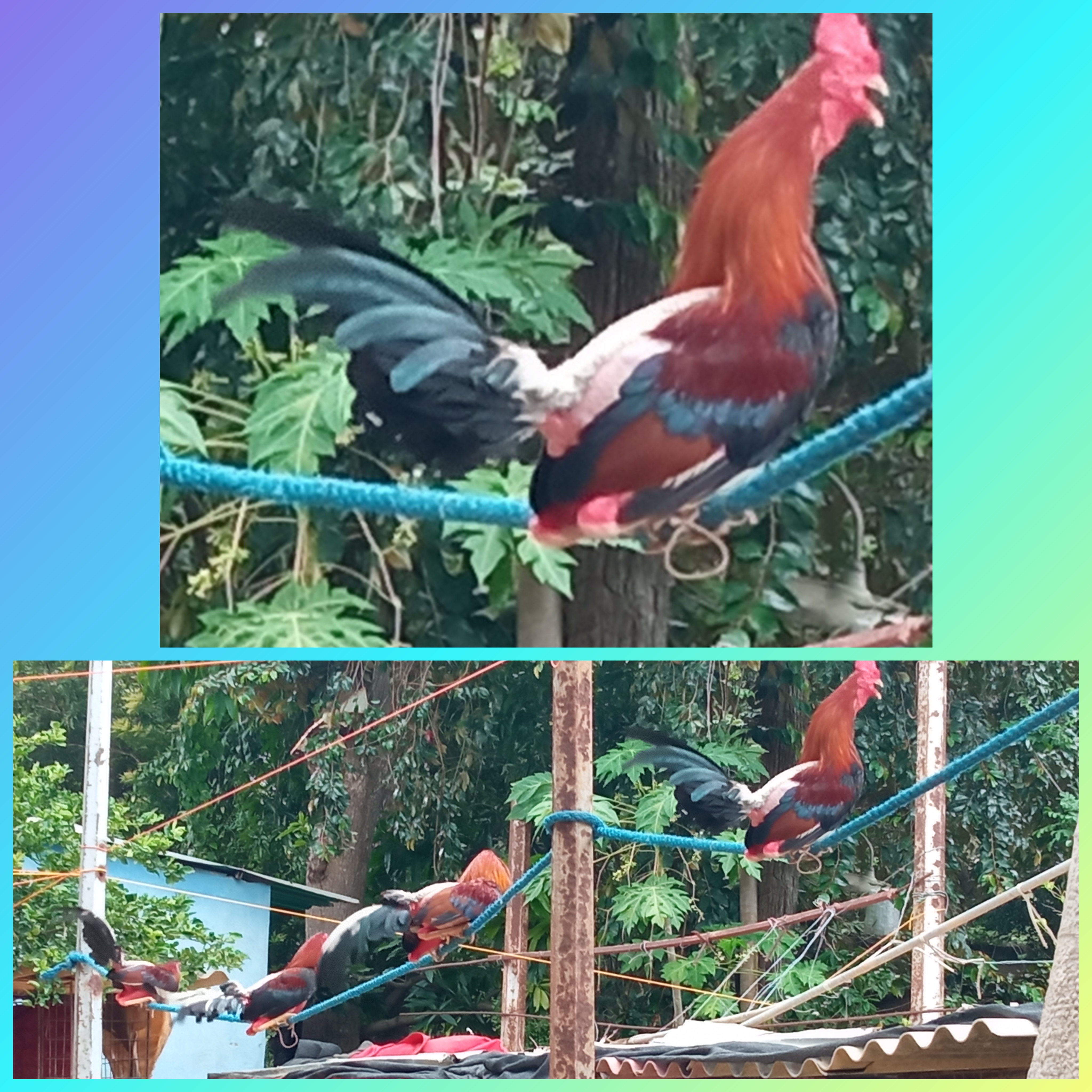 InCollage_20220719_080216789.jpg