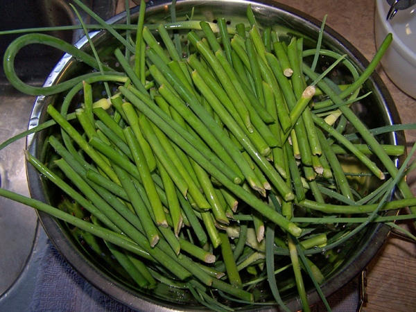 Garlic Scape Pickles - 2nd harvest2 crop June 2018.jpg
