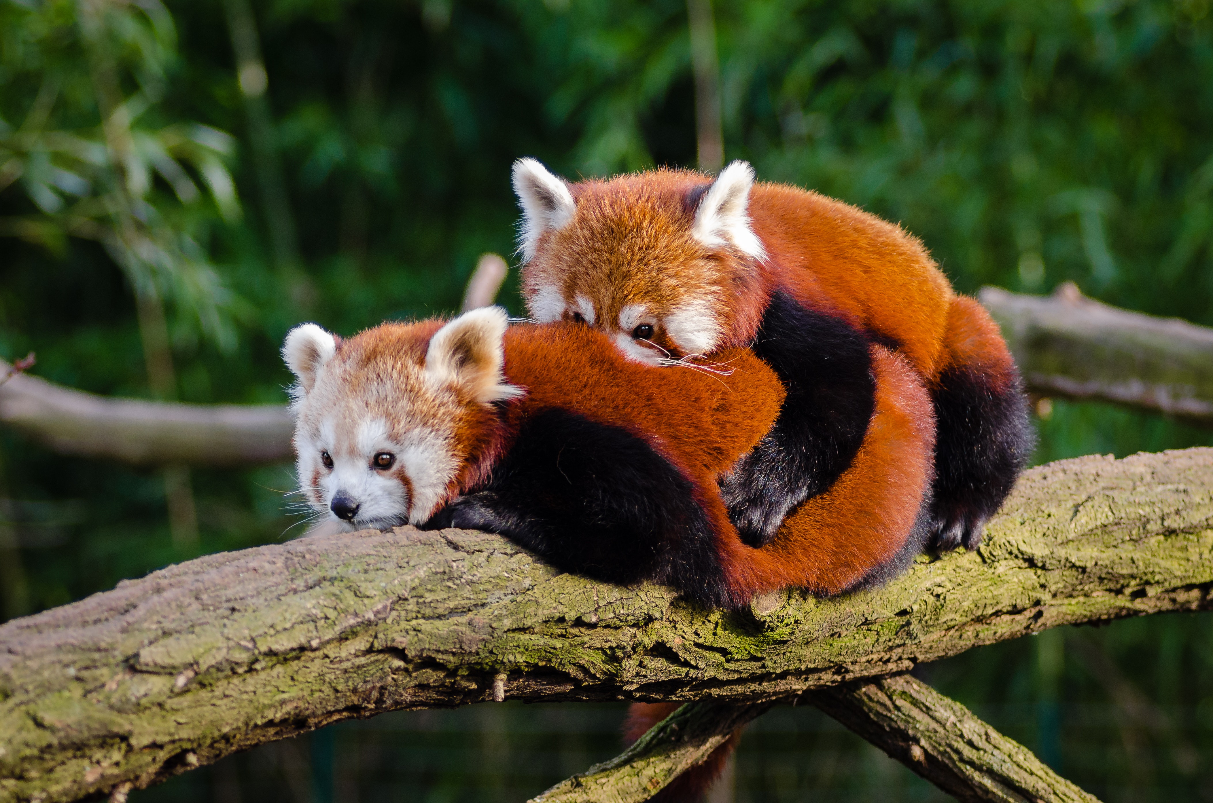 animal-cuddle-cute-146080.jpg