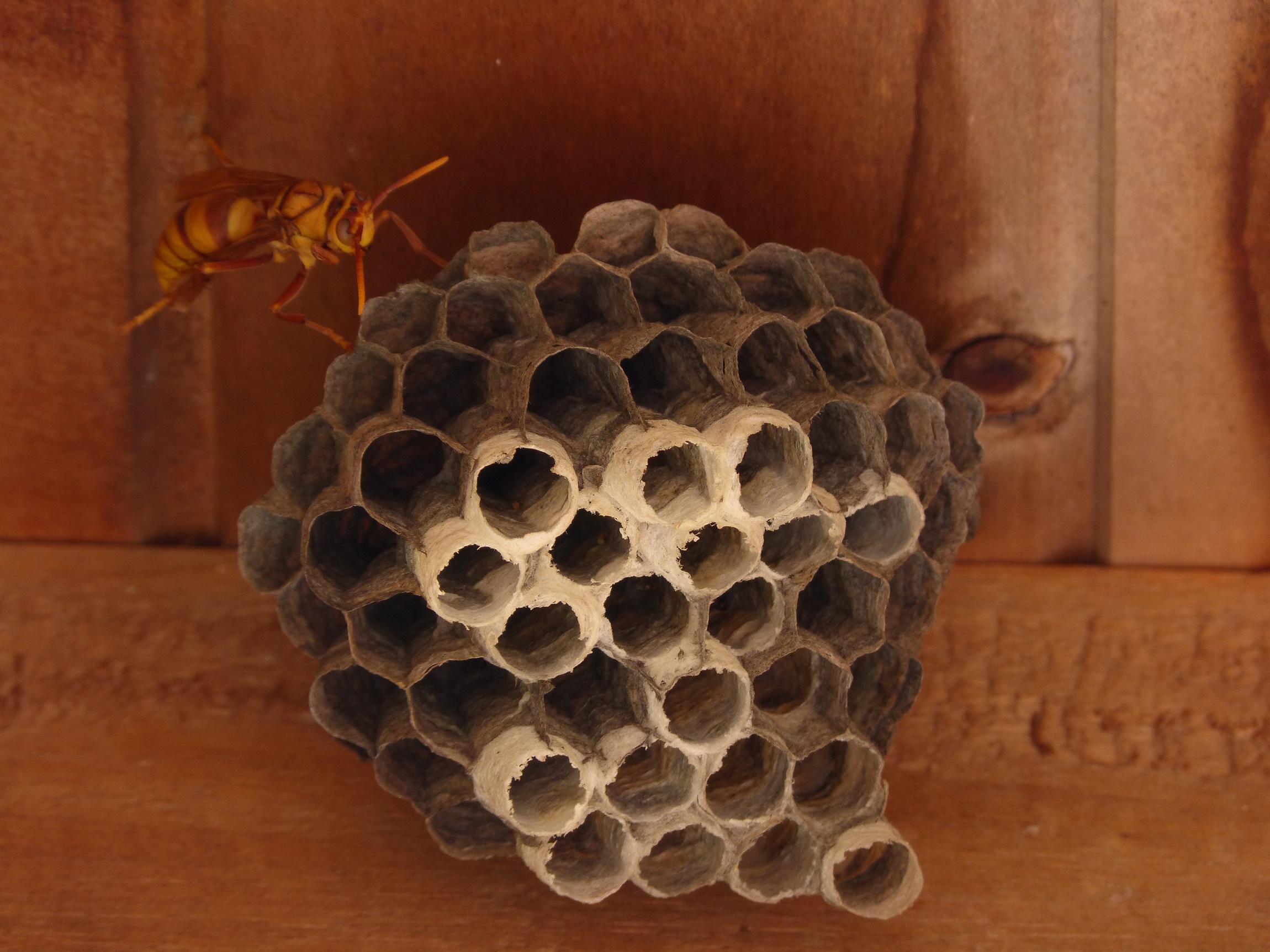 smallerP1070185.jpg