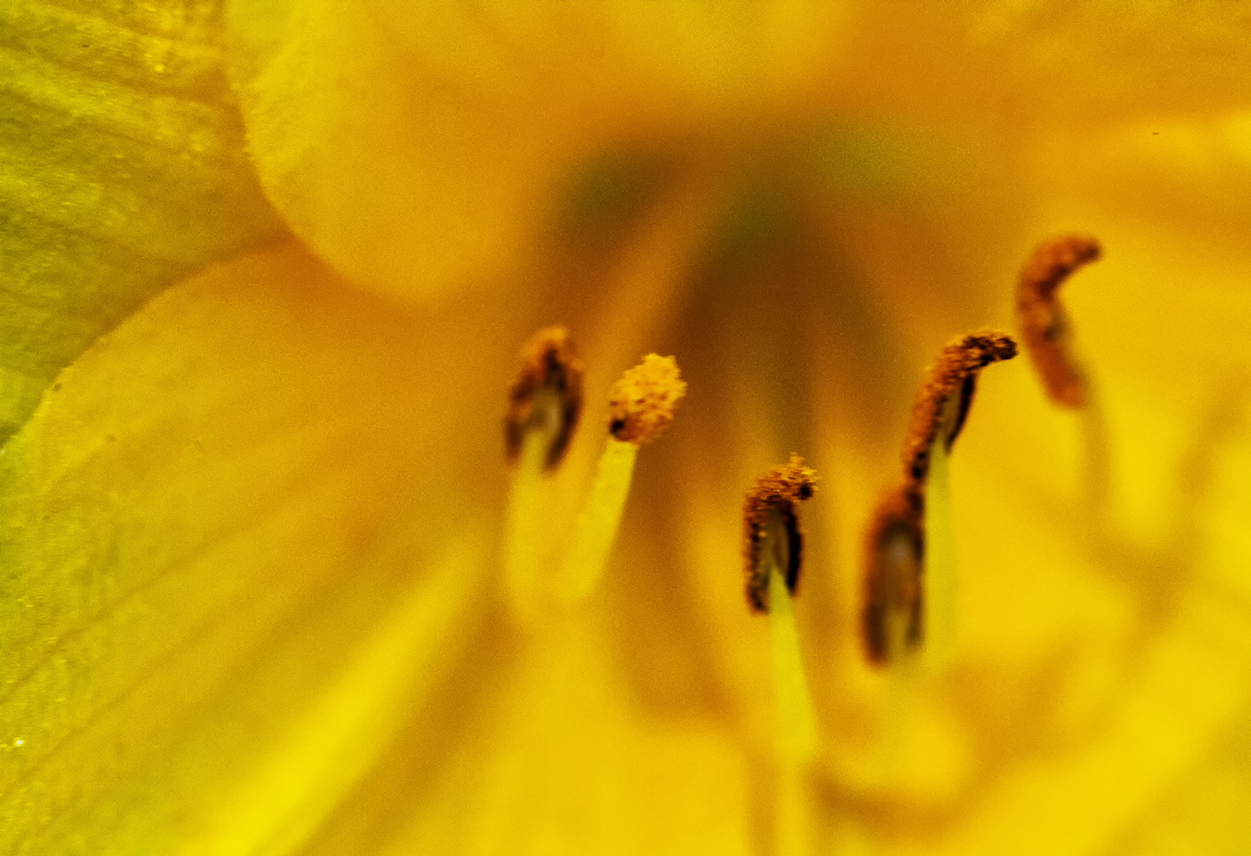 YellowFlower_2.jpg