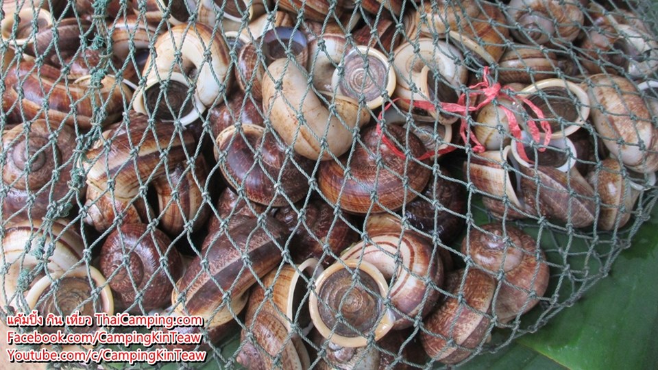 หอยหอม4.jpg