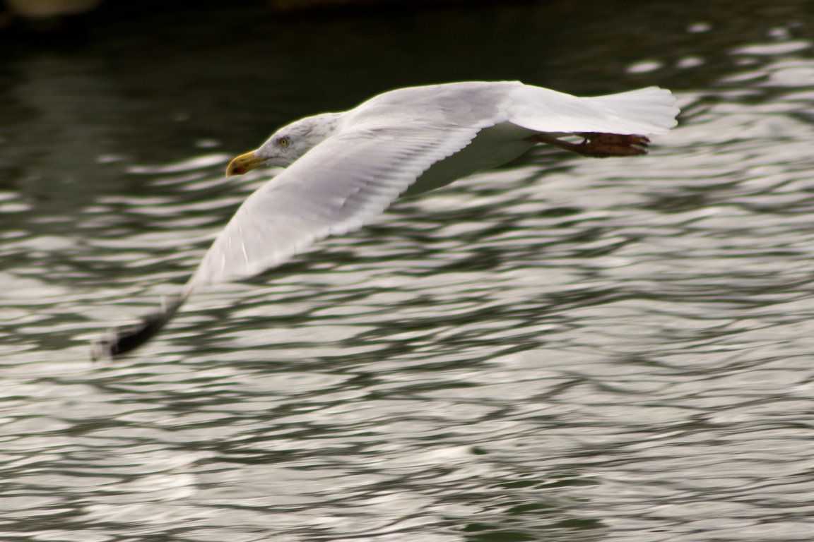 5388418544_1d58737777_o (FILEminimizer).jpg