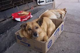 perro c1.jpg