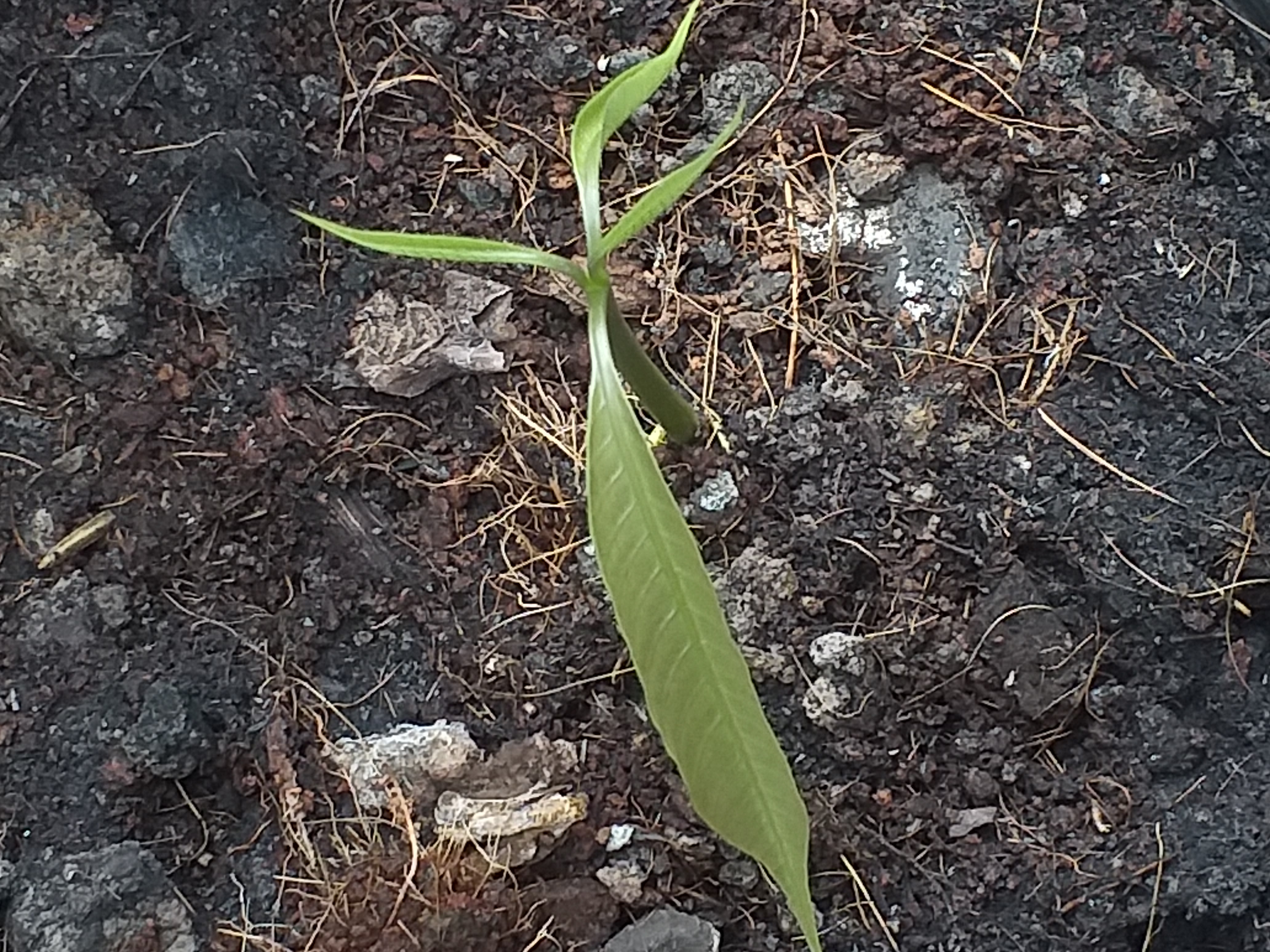 my garden704.jpg